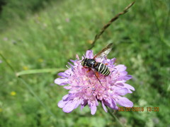 Spilomyia diophthalma