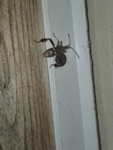 Western Leaf-footed Bug