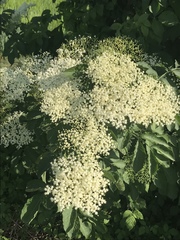 Sambucus nigra