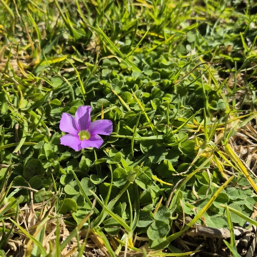 Oxalis zeekoevleyensis
