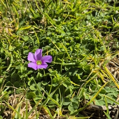 Oxalis zeekoevleyensis