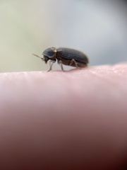 Hadrobregmus pertinax