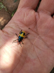 Monocesta ducalis