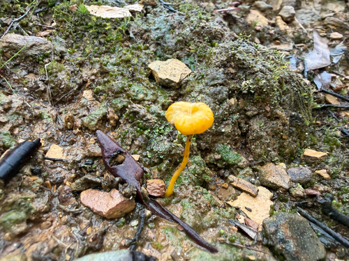 Yellow Navel