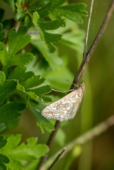 Evergestis frumentalis