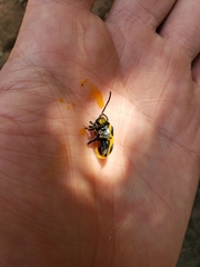 Monocesta ducalis