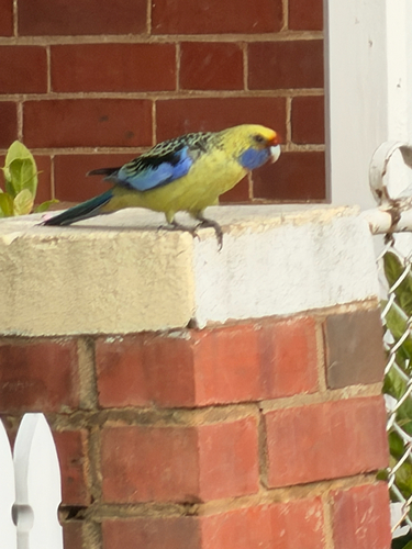 Crimson Rosella