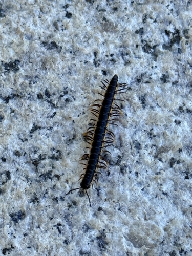 Orthomorphella pekuensis