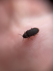 Hadrobregmus pertinax