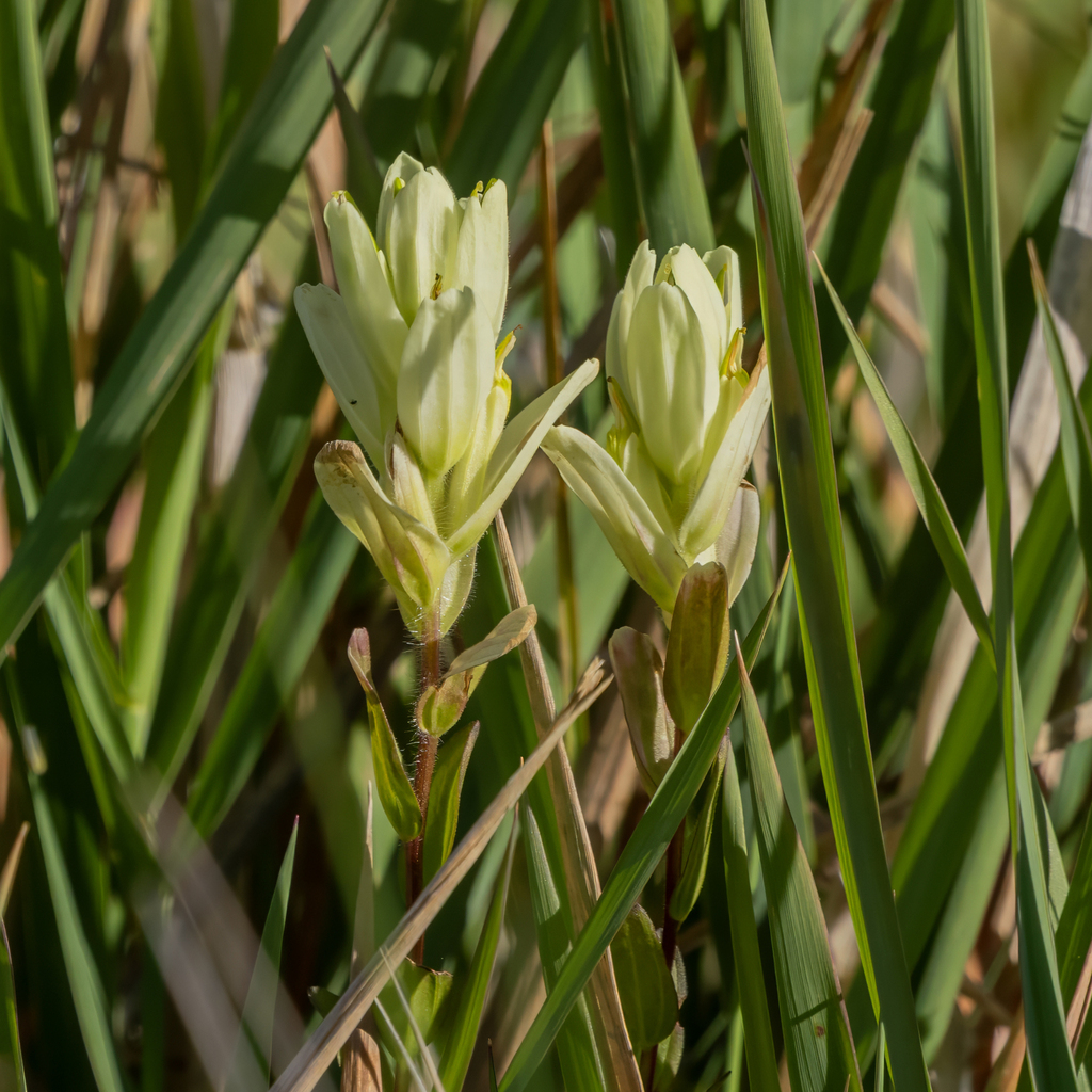 Castilleja septentrionalis; photograph (c) Dan Vickers, some rights reserved (CC BY)
