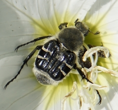 Trichiotinus texanus