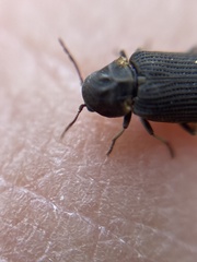 Hadrobregmus pertinax