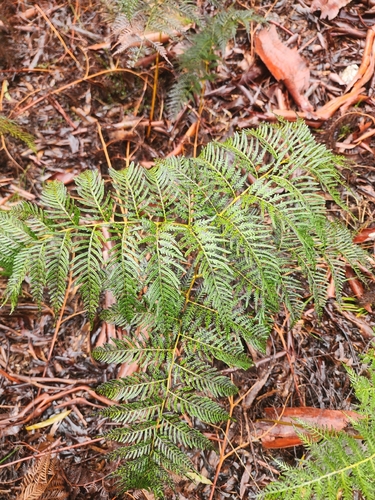 Austral Bracken