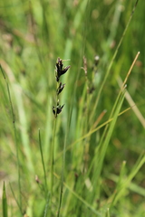 Scleria dregeana