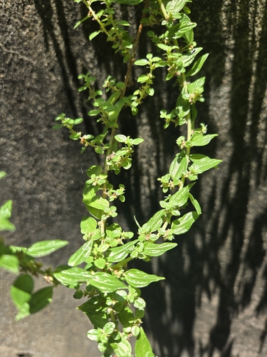 Pouzolzia zeylanica, photograph 4