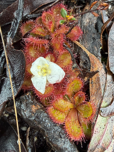 scented sundew