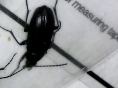 Coleoptera