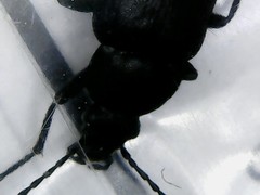 Coleoptera