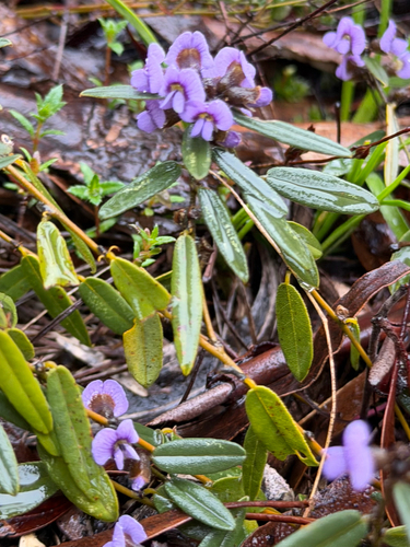 common hovea