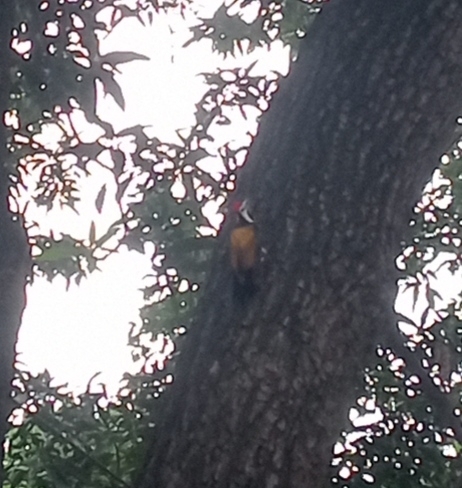 Black-rumped Flameback