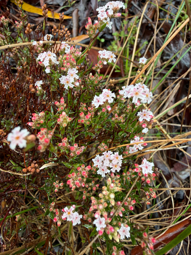 common beard-heath