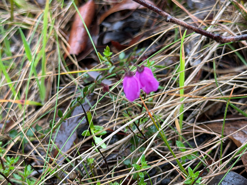 Pink-bells