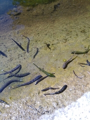 Stratiomyomorpha