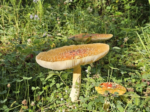 Fly Agaric