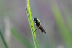 Chloromyia