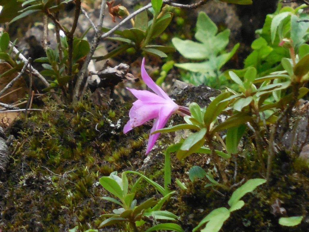 Pleione scopulorum