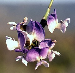 Psoralea peratica