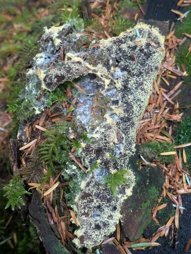 Dog Vomit Slime Mold