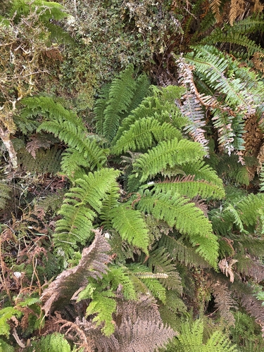 Leptopteris superba, photograph 3