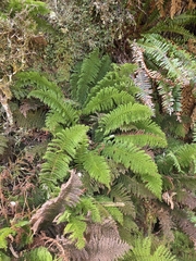 Leptopteris superba, photograph author not stated, no rights reserved