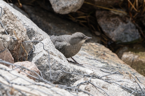 White-throated Dipper