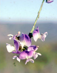 Psoralea peratica