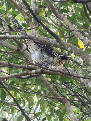 Pacific Koel