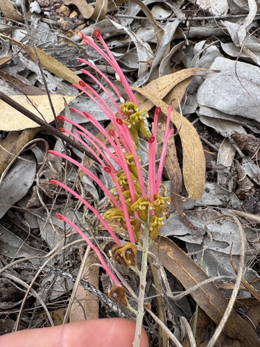 Good's grevillea