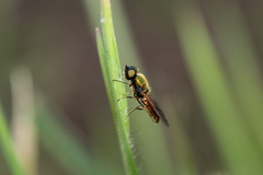 Chloromyia
