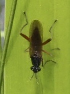 Sepedon sphegea