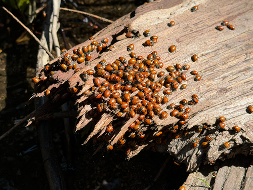 iNaturalist observation photo of Convergent Lady Beetle