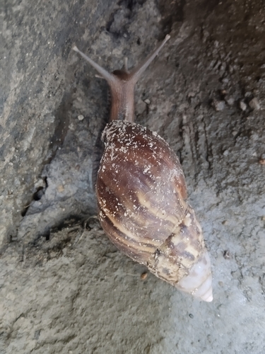 African Giant Snail