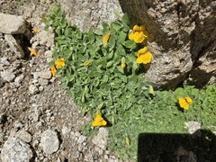 Erythranthe tilingii, photograph (c) Mike Burnett, some rights reserved (CC BY)