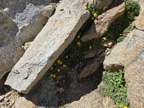 Erythranthe tilingii, photograph 2