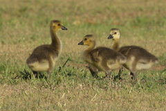 Branta canadensis