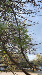 Elaeagnus angustifolia