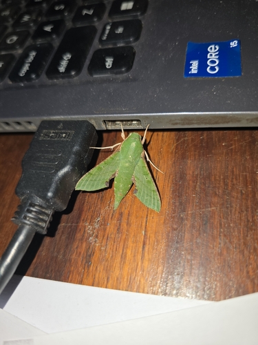 Small Verdant Hawkmoth