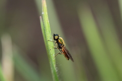 Chloromyia
