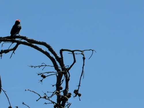 iNaturalist observation photo of Acorn Woodpecker