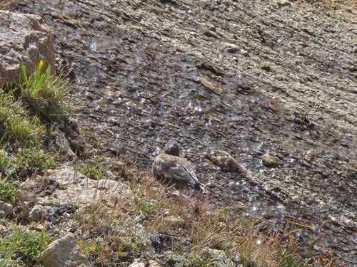 iNaturalist observation photo of Gray-crowned Rosy-Finch
